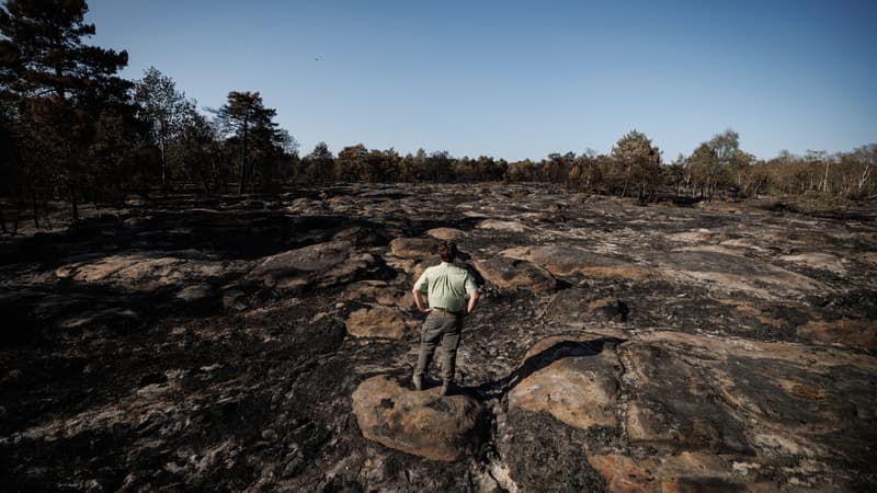 Incendies: la forêt de Fontainebleau, touchée par un feu historique en juillet, rouvre samedi au public