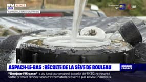 Aspach-le-Bas: récolte de la sève de bouleau