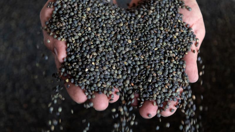 "Tu as vu l'histoire des lentilles?": peu gourmande en engrais et résiliente face au climat et aux parasites, la légumineuse séduit les agriculteurs du Nord