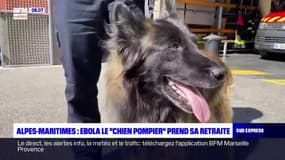 Alpes-Maritimes: le chien-pompier "Ebola" prend sa retraite