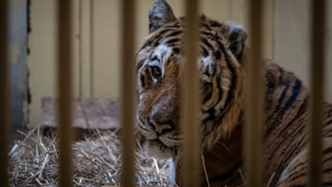 L'un des neuf tigres qui a échappé de peu à la mort en Pologne, le 6 novembre 2019 à Poznan.
