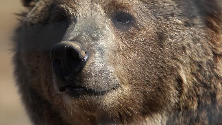 Un ours sauvage dans le Colorado.