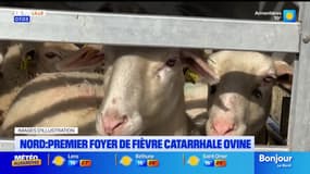 Nord: un premier foyer de fièvre catarrhale ovine détecté dans un élevage de Marpent