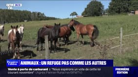 Loir-et-Cher: ce refuge recueille et soigne des animaux en mauvaise santé 