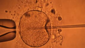 Une micro-injection par pipette d'un spermatozoide dans un ovocyte au CECOS de Rennes en novembre 2000.