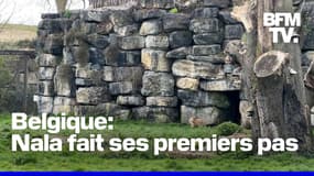 Belgique: un lionceau fait ses premiers pas au parc Pairi Daiza 