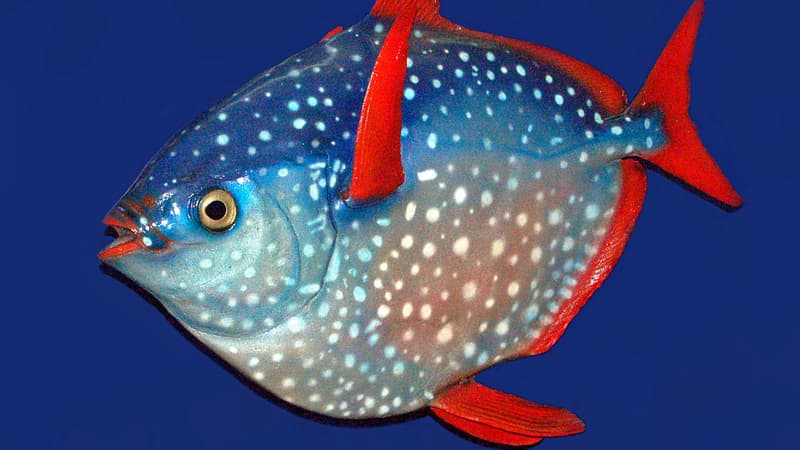 Le lampris guttatus, de la famille des poissons lune, possède cette particularité unique d'avoir le sang chaud.