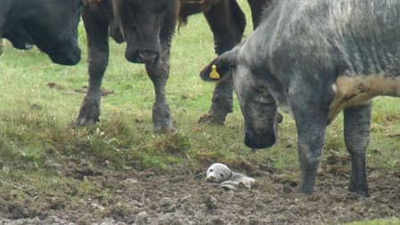 Le bébé phoque dans le champ, entouré de vaches