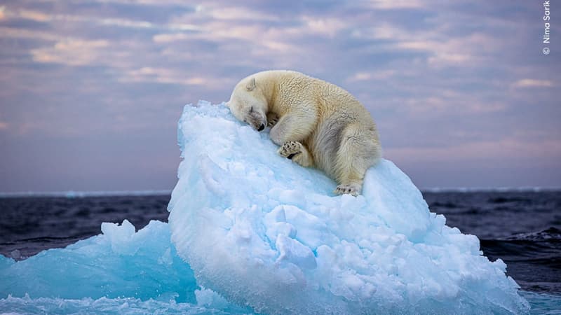 Nima Sarikhani a été élu photographe animalier de l'année le 7 février 2024