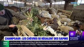 Champsaur: des chèvres utilisées pour recycler les sapins de Noël