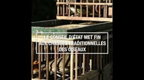 Le conseil d'État met fin aux chasses traditionnelles des oiseaux