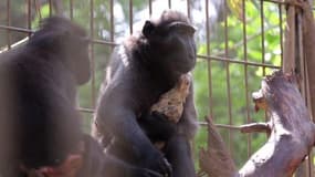 En Israël, une histoire d'amour insolite entre une macaque et un poulet