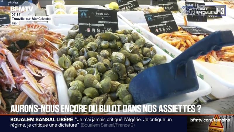 Face au réchauffement climatique, les bulots se font de plus en plus rares et chers