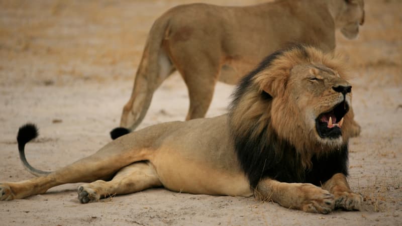 Le lion Cecil, père du félin abattu, en 2012 au Zimbabwe. 