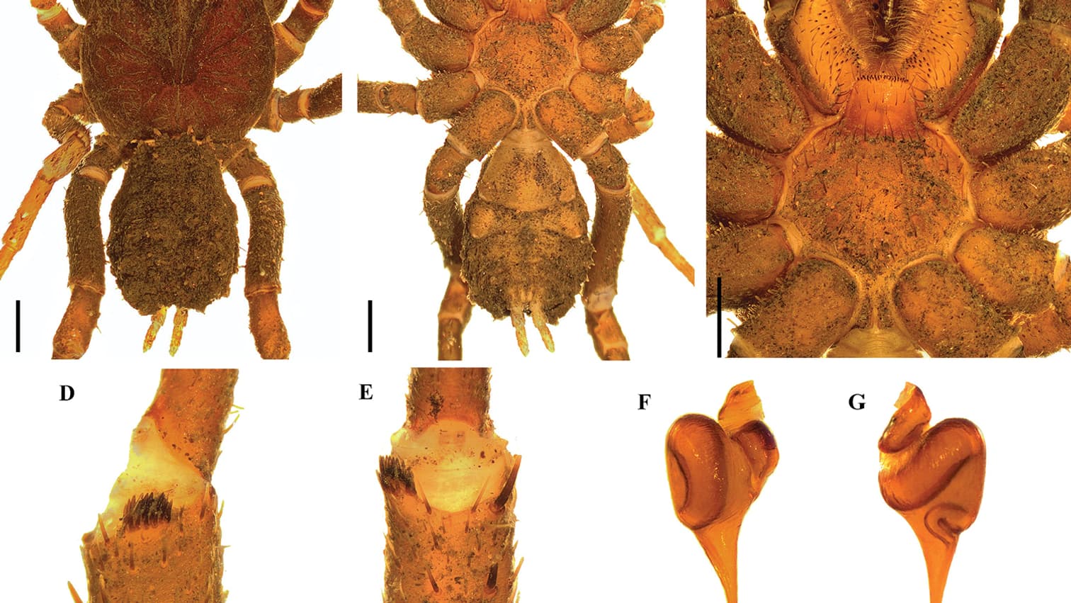 Image d'une Stormtropis colima