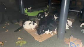 Des chats errants dans le quartier de la Croix-Rousse à Lyon le 29 août 2023.