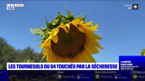 Alpes-de-Haute-Provence: la récolte des tournesols impactée par la sécheresse