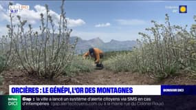 Hautes-Alpes: la cueillette du génépi a débuté