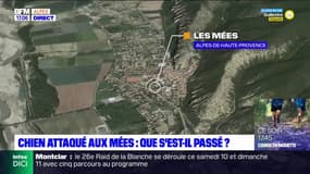 Alpes-de-Haute-Provence: un chien mortellement attaqué, un autre étouffé, que s'est-il passé aux Mées?