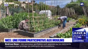 Nice: une ferme participative au Moulins