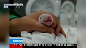 L'agence Chine nouvelle a diffusé les images des pandas nés il y a quelques jours. 