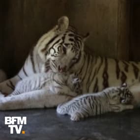 5 espèces animales menacées d’extinction dans les dix prochaines années