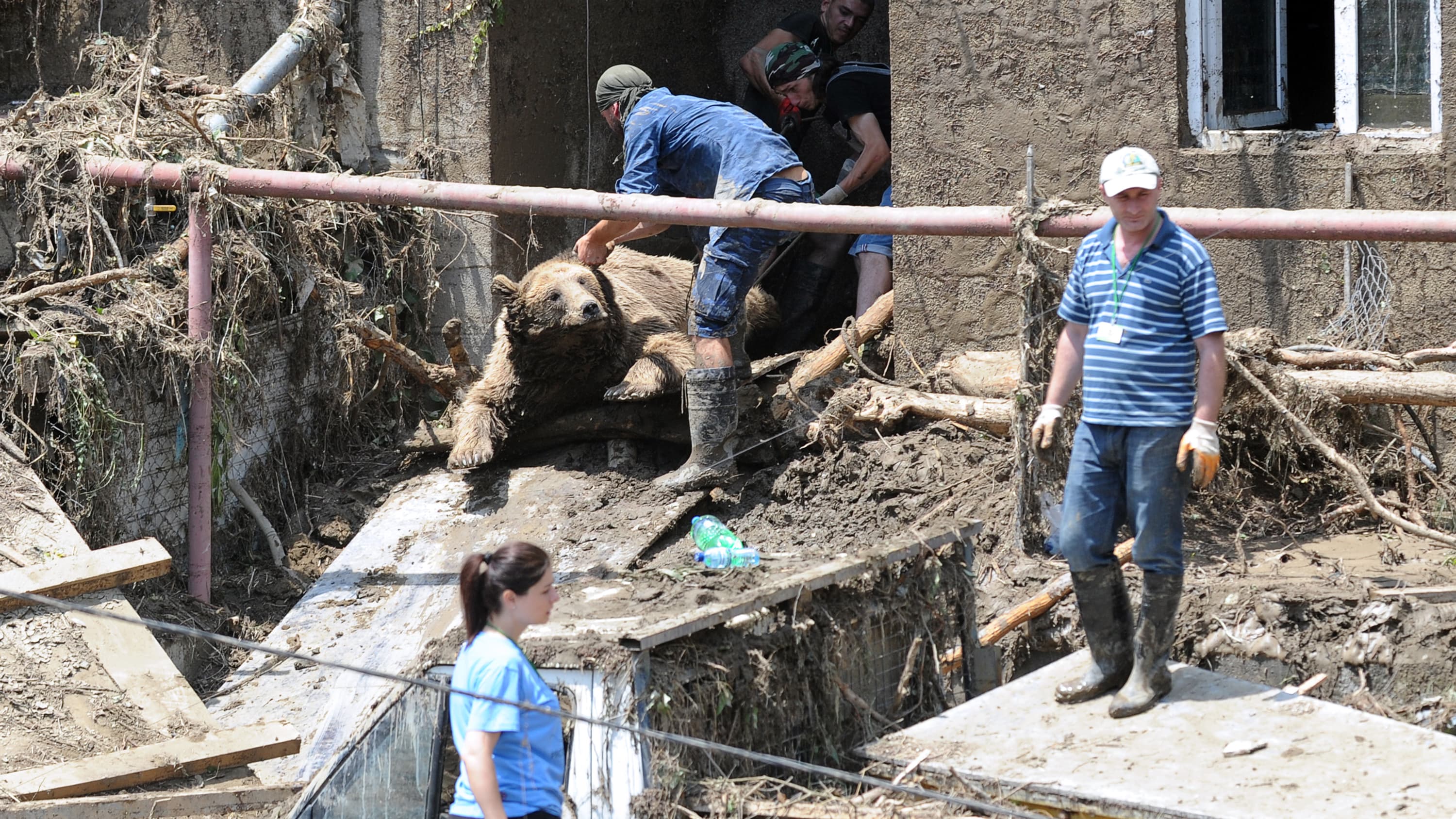 Le corps d'un ours échappé du zoo est évacué d'une habitation, le 14 juin 2015 Le corps d'un ours échappé du zoo est évacué d'une habitation, le 14 juin 2015