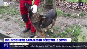 Maisons-Alfort: des chiens entrainés pour détecter le Covid grace à un prélèvement de sueur 