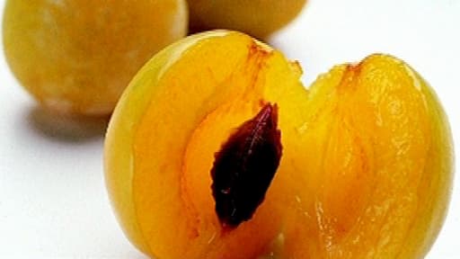 La mirabelle de Lorraine, un fruit protégé par une IGP (indication géographique protégée).