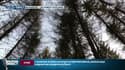 Sécheresse: que vont devenir les forêts françaises? Reportage dans l'Ain