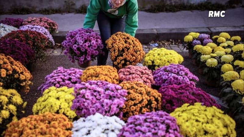 Les chrysanthèmes, fleurs de la Toussaint? "Ça diminue d'année en d'année"