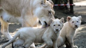 Nikita et ses deux lionceaux le 22 février 2019 à la Flèche.