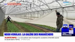 Seine-Maritime: les maraîchers tentent de s'adapter face aux chutes de neige