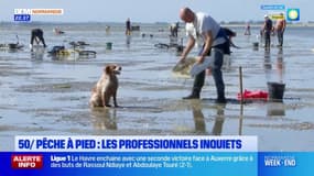Manche:  les pêcheurs à pied inquiets face à la surmortalité des coquillages