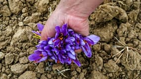Un cultivateur récolte des fleurs de safran le 1er novembre 2020 dans les champs de Pampore en Inde (photo d'illustration).