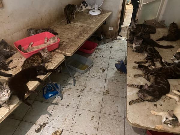 130 chatons et chiots ont été découverts ce mercredi 12 juillet 2023 dans un appartement niçois qu'un homme menacé de faire exploser
