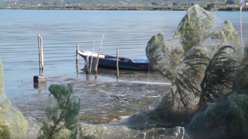La toile d'araignée a recouvert cette plage de Grèce.