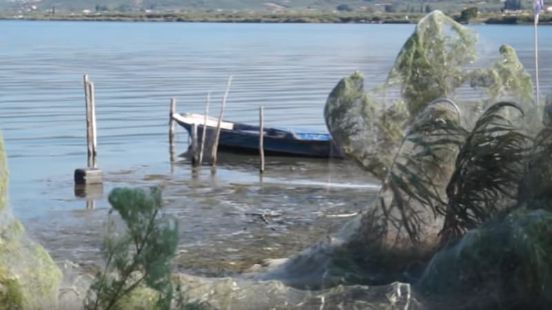 La toile d'araignée a recouvert cette plage de Grèce. 