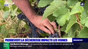 Alpes-de-Haute-Provence: la sécheresse impacte les vignes de Pierrevert 