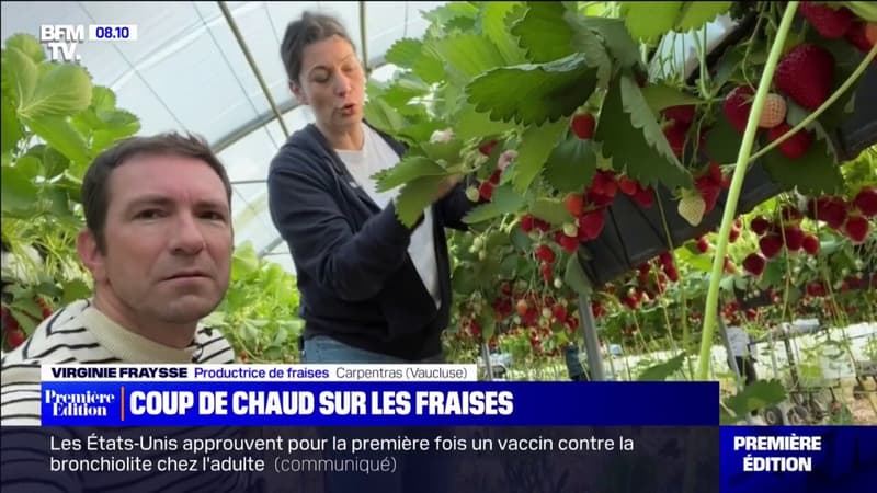 Entre sécheresse et chaleur, cette productrice de fraises s'adapte pour préserver ses plants