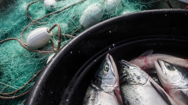 Les poissons seraient contaminés dans les eaux usées qui se jettent dans l'océan.