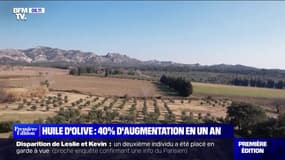 Huile d'olive: pourquoi les prix augmentent?