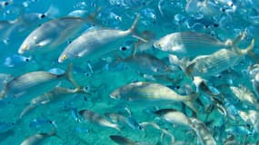 Des poissons nageant dans une crique de Portofino, en Italie en septembre 2015. En me méditerannée, 89% des stocks de poissons ont été épuisés.