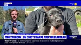 Montauroux: un chiot frappé avec un marteau