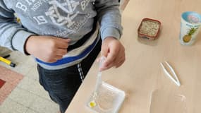 Un élève de CM1 d'une école de Clermont-Ferrand en train de mettre de l'eau près du blob à l'aide d'une pipette (illustration). 