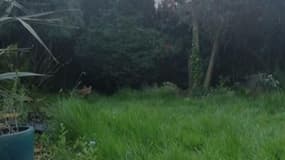 Zapping TV : les renards envahissent les rues de Londres