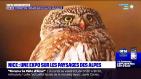 À Nice, une exposition met en valeur les paysages sauvages des Alpes