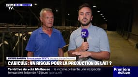 Impact de la canicule sur les vaches: "C'est une sorte de stress thermique (...) la production (de lait) diminue", explique un éleveur