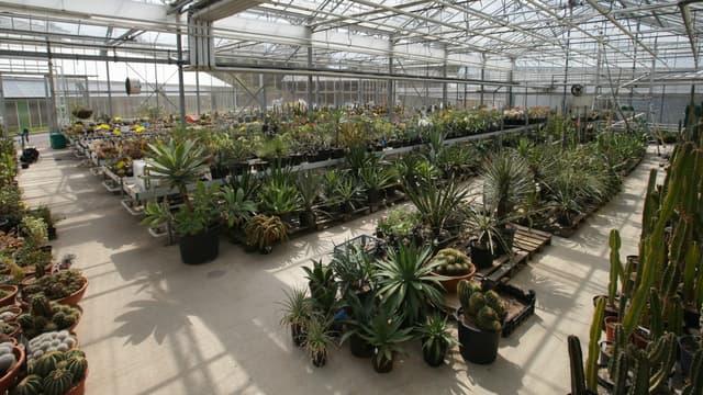 La serre tropicale des Jardins botaniques royaux de Kew au Royaume-Uni.