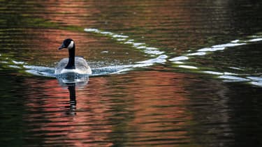 Une oie sauvage (Photo d'illustration)